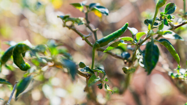 Image of peppers growing on a vine.